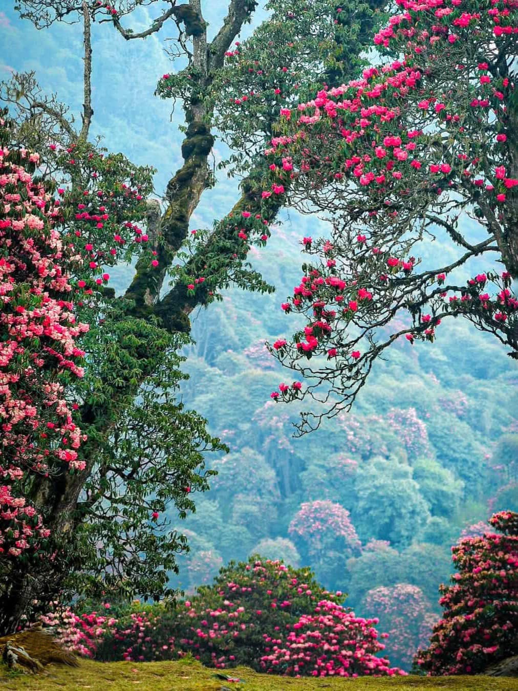 Pu Ta Leng Rhododendrons